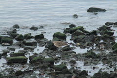 Numenius phaeopus