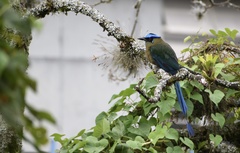 Momotus aequatorialis