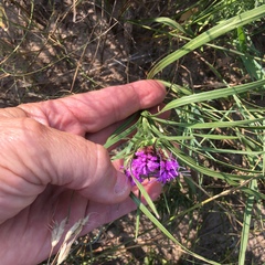 Liatris squarrosa glabrata