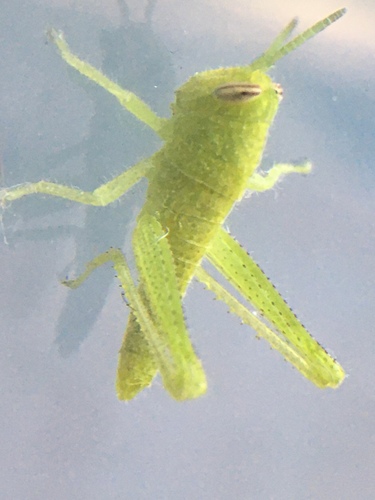 photo of Gray Bird Grasshopper (Schistocerca nitens)