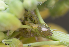 Lipaphis pseudobrassicae
