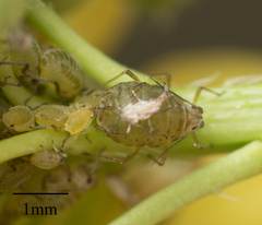 Lipaphis pseudobrassicae