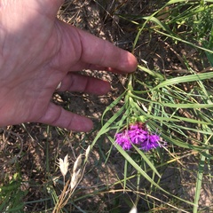 Liatris squarrosa glabrata