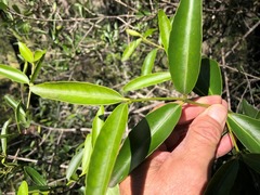 Elaeodendron australe