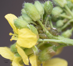 Lipaphis pseudobrassicae