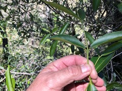 Elaeodendron australe