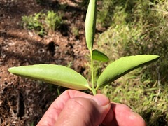 Elaeodendron australe