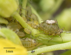 Lipaphis pseudobrassicae