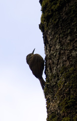 Dendrocolaptes platyrostris