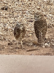 Athene cunicularia