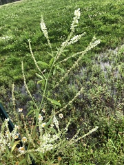 Melilotus albus image