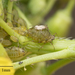 Turnip Aphid - Photo no rights reserved, uploaded by Jesse Rorabaugh
