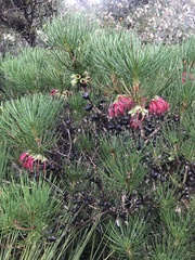 Melaleuca granitica