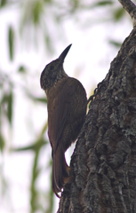 Dendrocolaptes platyrostris