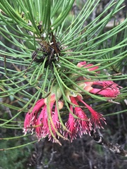 Melaleuca granitica