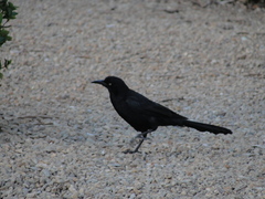 Quiscalus mexicanus
