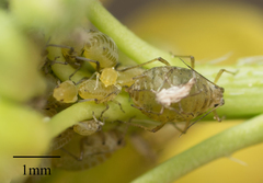 Lipaphis pseudobrassicae