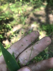 Dichanthelium commutatum commutatum