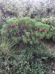 Melaleuca granitica
