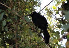 Quiscalus mexicanus