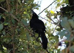 Quiscalus mexicanus
