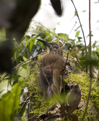 Xiphocolaptes albicollis