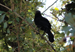 Quiscalus mexicanus