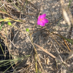 Phemeranthus parviflorus