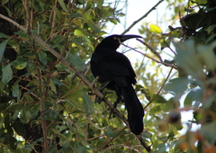 Quiscalus mexicanus
