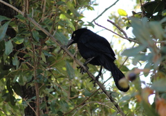 Quiscalus mexicanus