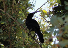 Quiscalus mexicanus