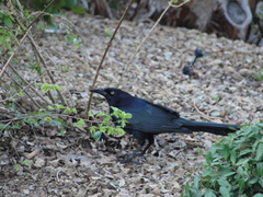 Quiscalus mexicanus