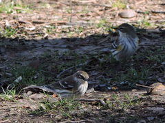 Setophaga coronata