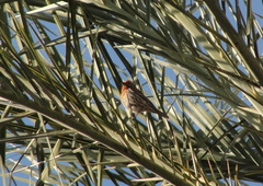 Haemorhous mexicanus