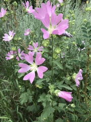 Malva thuringiaca