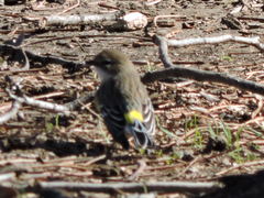 Setophaga coronata