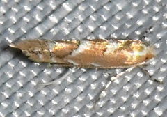 Cameraria bethunella