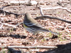 Setophaga coronata