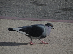 Columba livia