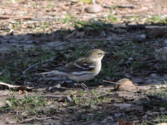 Setophaga coronata