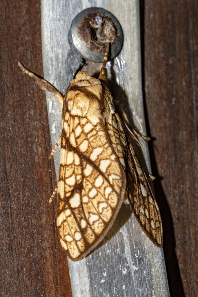 Lophocampa lineata