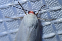 Pygarctia