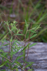 Eurybia spectabilis