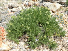 Cymopterus hendersonii