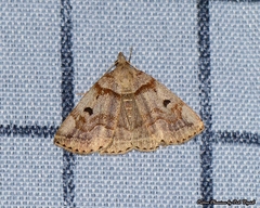 Zanclognatha laevigata