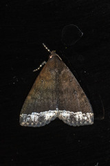 Physula albipunctilla