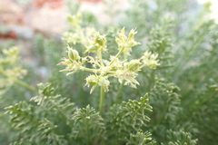 Cymopterus hendersonii