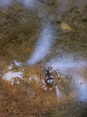 Microvelia americana