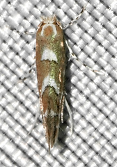 Cameraria bethunella