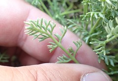 Cymopterus hendersonii